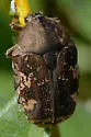 Asian Mango Flower Beetle - photo 3