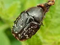 Asian Mango Flower Beetle - photo 4