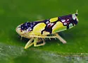 Brazilian Leafhopper