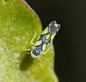 Brazilian Leafhopper - photo 2