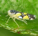 Brazilian Leafhopper - photo 3