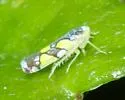 Brazilian Leafhopper - photo 4