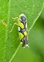 Brazilian Leafhopper - photo 5