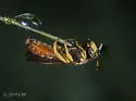 Protandrena abdominalis