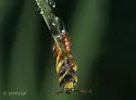Protandrena abdominalis - photo 2