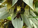 Protandrena abdominalis - photo 3