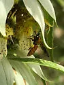 Protandrena abdominalis - photo 4