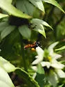 Protandrena abdominalis - photo 5