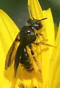 Protandrena aethiops