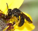 Protandrena aethiops - photo 2