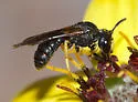 Protandrena aethiops - photo 3