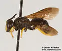 Protandrena aethiops - photo 4