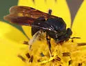 Protandrena aethiops - photo 5
