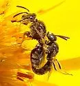 Protandrena albitarsis