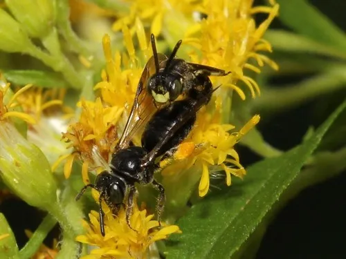 Protandrena andrenoides