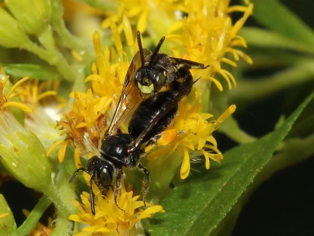 Protandrena andrenoides - photo 2