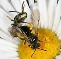 Protandrena atricornis