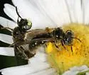Protandrena atricornis - photo 2