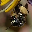 Protandrena mexicanorum - Protandrena mexicanorum