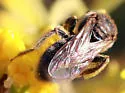 Protandrena ornatipes - photo 2