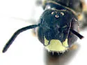 Protandrena parvus - photo 2