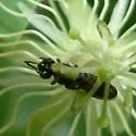 Protandrena passiflorae - Protandrena passiflorae