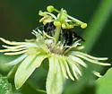 Protandrena passiflorae - photo 3