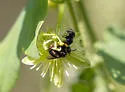 Protandrena passiflorae - photo 4