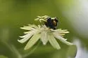 Protandrena passiflorae - photo 5