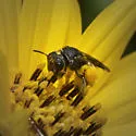 Protandrena rugosus