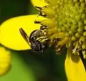 Protandrena rugosus - photo 3