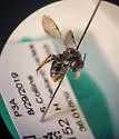 Protandrena rugosus - photo 4