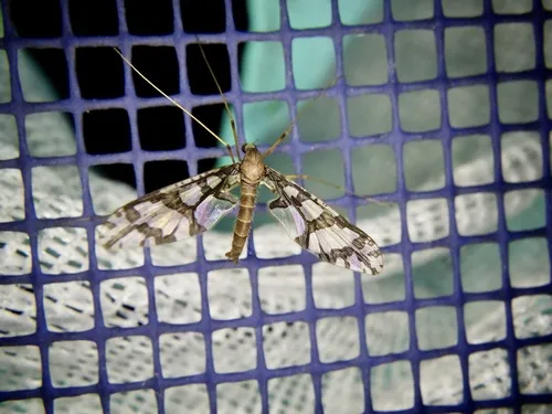 Protanyderus alexanderi