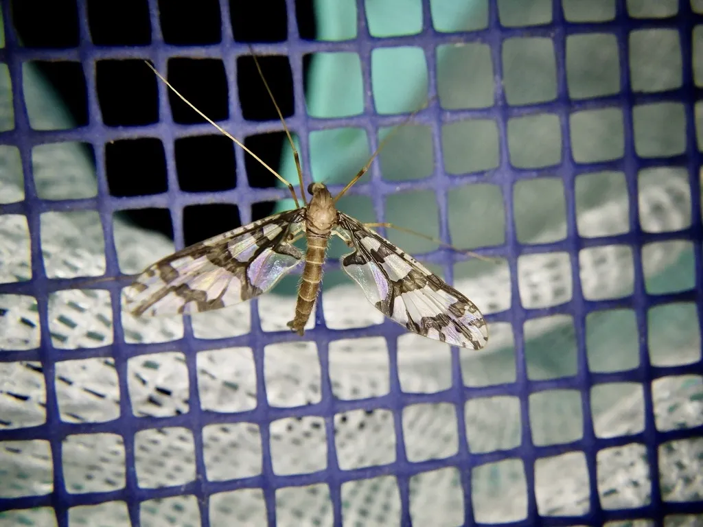 Protanyderus alexanderi - photo 2