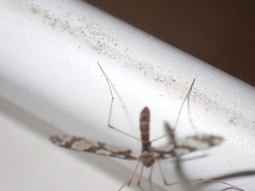 Protanyderus esakii