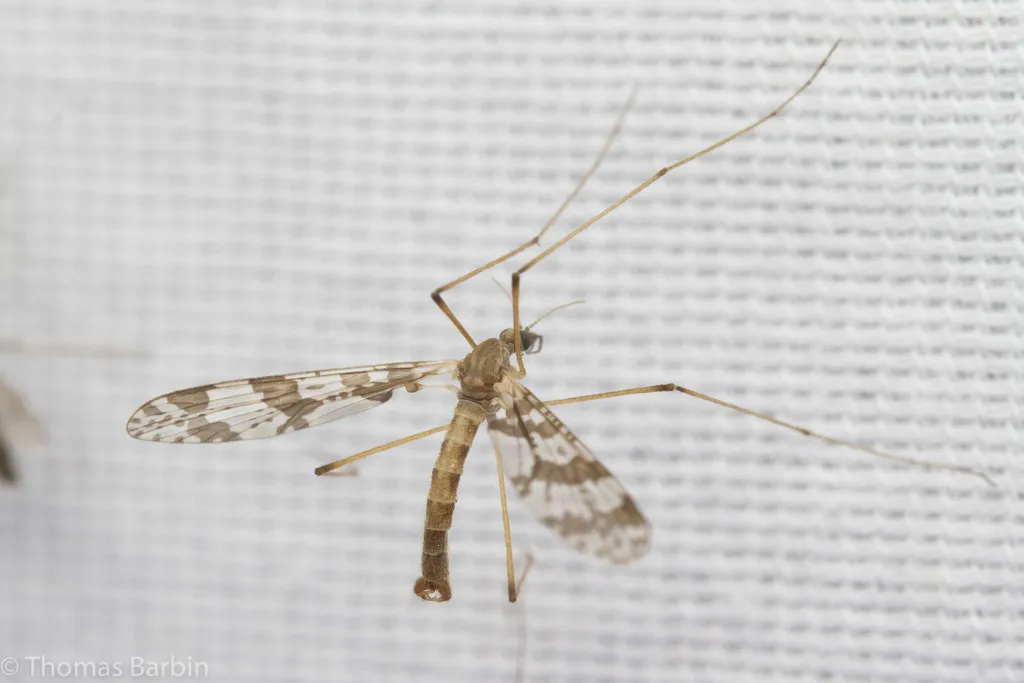 Protanyderus margarita