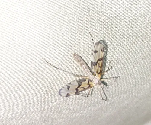Protanyderus stackelbergi