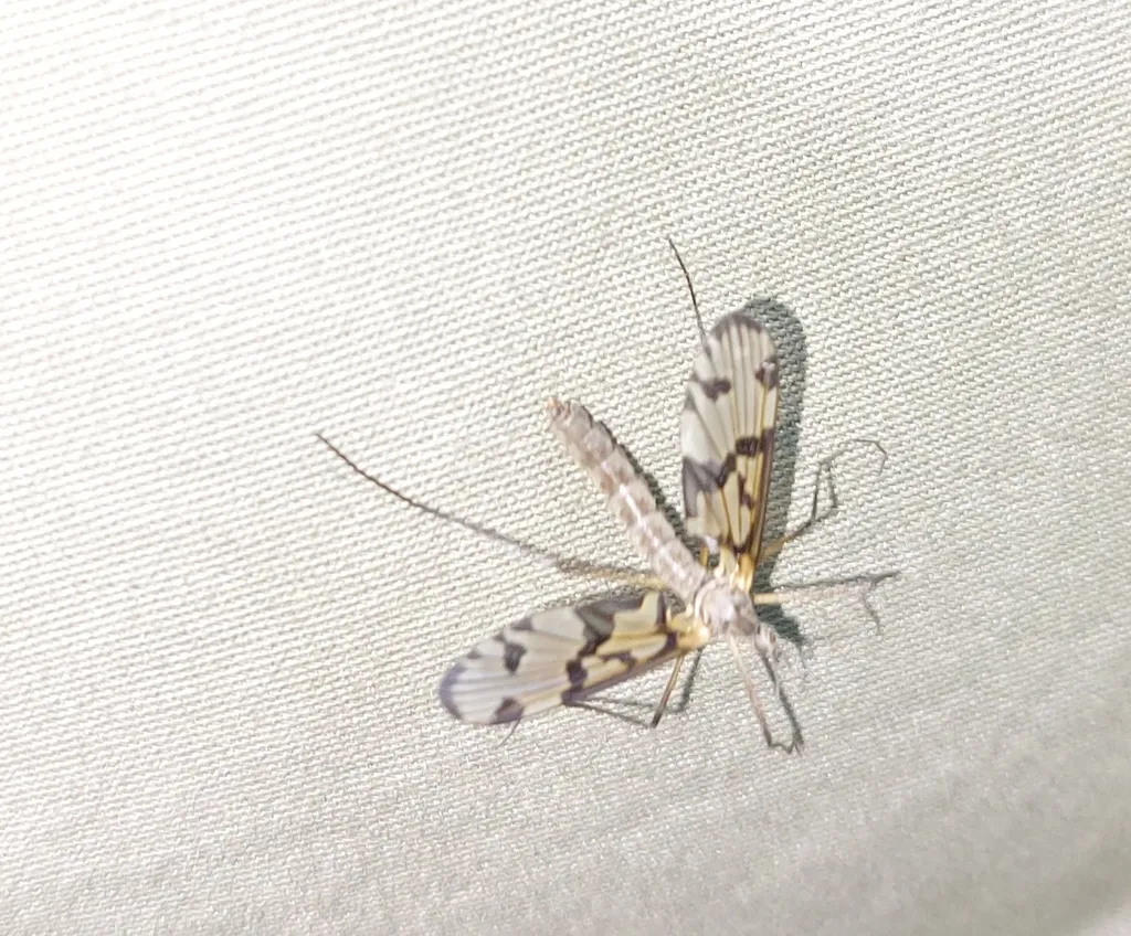 Protanyderus stackelbergi - photo 2