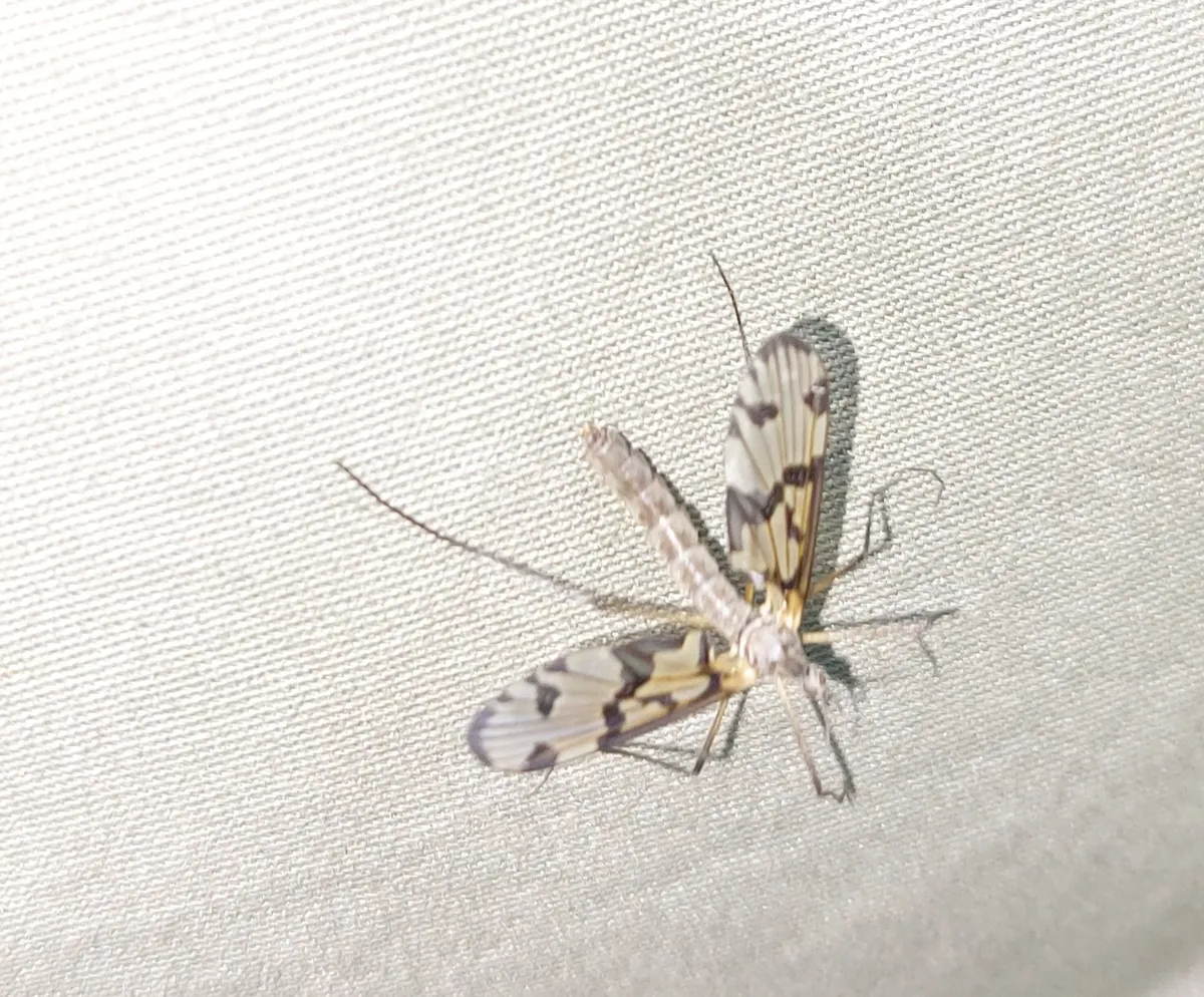 Protanyderus stackelbergi - photo 3