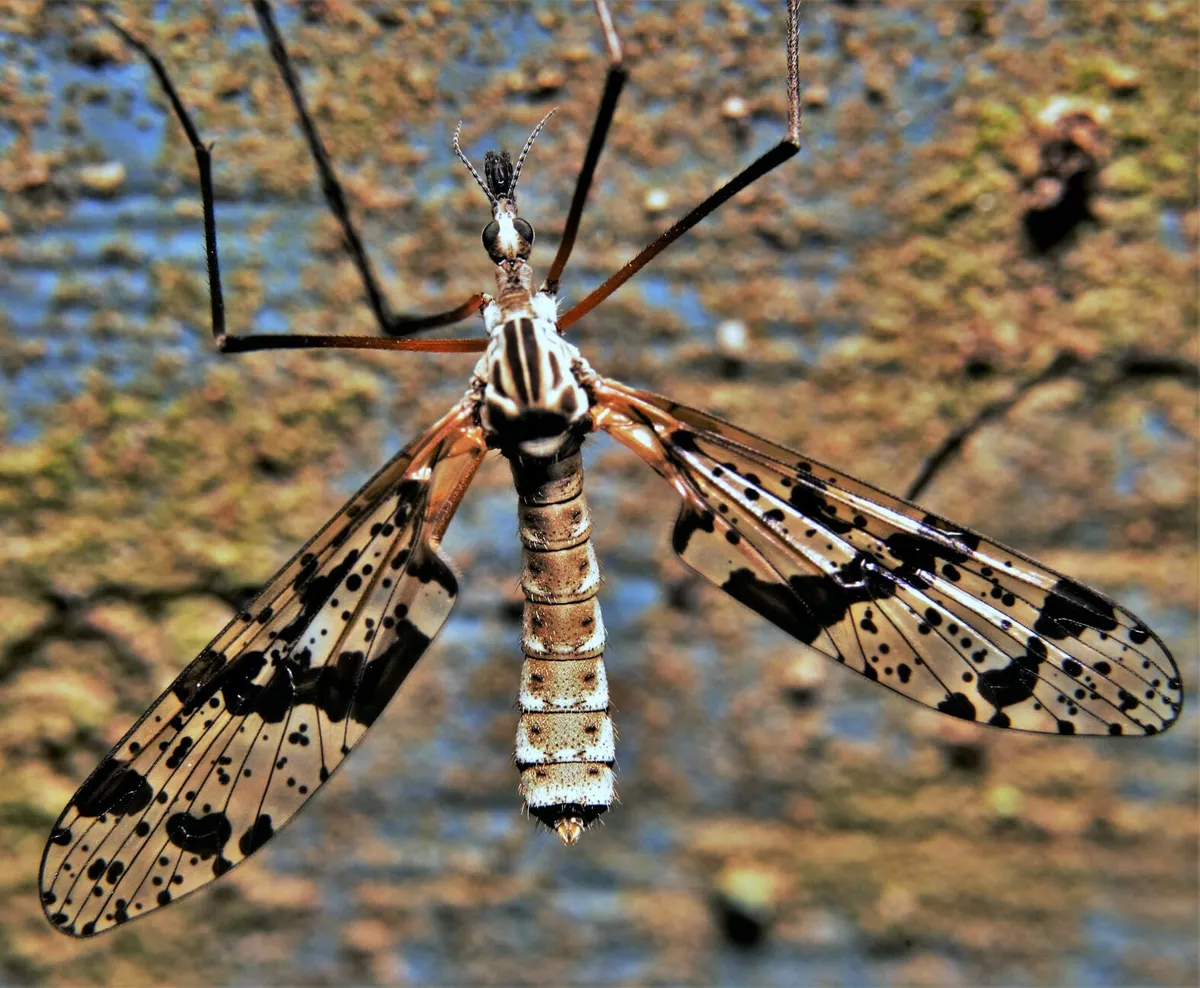 Protanyderus vipio - Protanyderus vipio