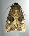 Protapamea danieli - Hodges#9454.2
