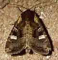 Protapamea louisae - Hodges#9454.3