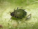 Protaphis middletonii