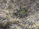 Protaphis middletonii - photo 2