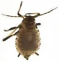 Protaphis middletonii - photo 3
