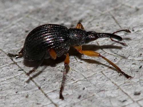 Protapion trifolii