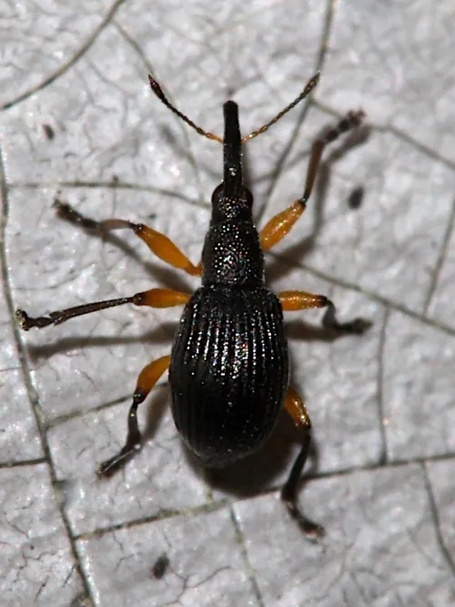 Protapion trifolii - photo 2