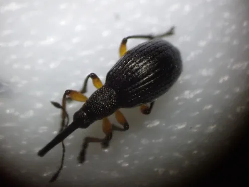 Protapion trifolii - photo 3
