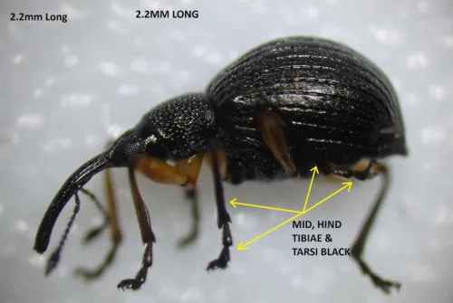 Protapion trifolii - photo 4