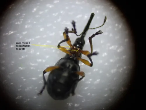 Protapion trifolii - photo 5